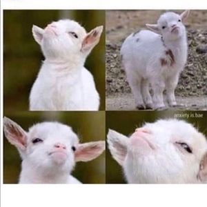 Meet your Posher, Sheldon